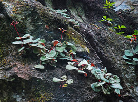Begonia hughesii flowering on limestone cliff, Lion&#039;s Cave, Sabang, Palawan, Philippines