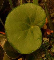 Begonia hughesii, hydathodes excreting water