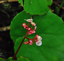 Begonia hughesii inflorescence, PPSRNP, Sabang, Palawan, Philippines