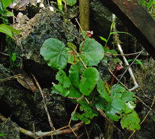 Begonia hughesii in its limestone habitat, PPSRNP, Sabang, Palawan, Philippines