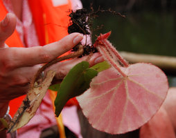 Begonia hughesii in Mark Hughes hands, PPSRNP, Sabang, Palawan, Philippines, May 2011
