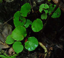 Begonia hughesii, leaf details, PPSRNP, Sabang, Palawan, Philippines