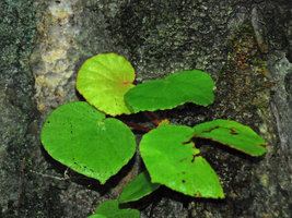Begonia hughesii, one individual, limestone cliff, PPSRNP, Sabang, Palawan, Philippines