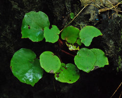 Begonia hughesii, one individual, PPSRNP, Sabang, Palawan, Philippines