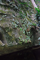Begonia hughesii on limestone cliff, Lion&#039;s Cave, Sabang, Palawan, Philippines