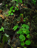 Begonia hughesii, population on limestone cliff, PPSRNP, Sabang, Palawan, Philippines