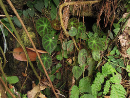 Begonia ignorata in habitat, on limestone cliff at cave entrance, Lake Kenyir, Malaysia