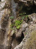 Begonia ignorata populatont, on limestone cliff at cave entrance, Lake Kenyir, Malaysia