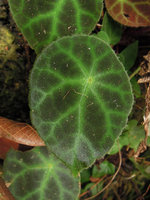 Begonia ignorata with hairy leaf margin, on limestone cliff, Lake Kenyir, Malaysia