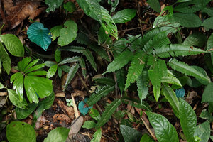Begonia integrifolia, a population with blue iridescent leaves, Khao Sok NP, Thailand
