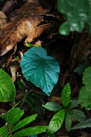 Begonia integrifolia, blue iridescent single leaved individual, Khao Sok NP, Thailand