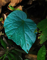 Begonia integrifolia, bright blue iridescent one leaved individual, Khao Sok NP, Thailand