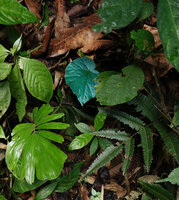 Begonia integrifolia, iridescent blue leaved individual on earth slope, Khao Sok NP, Thailand