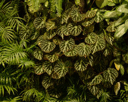 Begonia Jewel at Gyre, Omote Sando, Tokyo