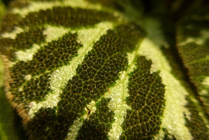 Begonia Jewel, mammillae close up, Costume National Vertical Garden, Fukuoka, Sept. 2016