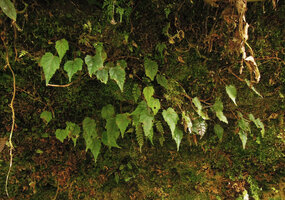 Begonia kaniensis creeping on a vertical earth bank, Tari, 2000 m asl, Hela, Papua New Guinea