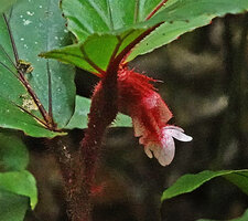 Begonia kinabaluensis, dense red hairs covering the stem, petioles, bracts, ovary and the base of tepals, Kinabalu NP, 1600 m asl, Sabah, Borneo