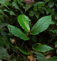 Begonia kinabaluensis in forest understory, Kinabalu NP, 1600 m asl, Sabah, Borneo