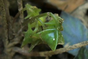 Begonia kingdon-wardii, bright green three and four winged fleshy fruits, close up, Putao, Kachin, Myanmar