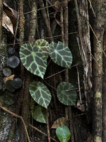 Begonia kingiana at cave entrance, Ipoh, Malaysia