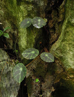 Begonia kingiana, dark brown form with pale green nerves, Banjaran, Perak, Malaysia