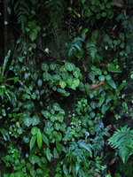 Begonia kingiana, dark brown spotted form, Banjaran, Perak, Malaysia