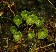 Begonia kingiana exhibiting leaf blade avoidance through indefinitely elongationg petiole, Langkawi, Malaysia