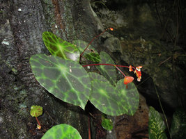 Begonia kingiana, flowering individual, Banjaran, Perak, Malaysia