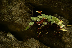 Begonia kingiana in its shaded limestone cliff habitat, Langkawi, Malaysia