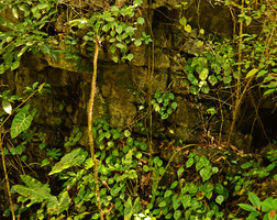 Begonia kingiana in its shaded vertical limestone habitat, Langkawi, Malaysia