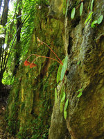 Begonia kingiana, recurved rainsplash capsule, Banjaran, Perak, Malaysia