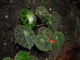 Begonia kingiana, velvety shiny leaf surface due to dome shaped epidermal cells, deeply shaded limestone cliff, Banjaran, Perak, Malaysia