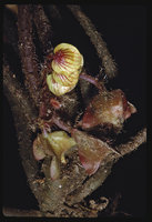 Begonia hirsutula, male flowers and fleshy winged fruits, Campo, Cameroun