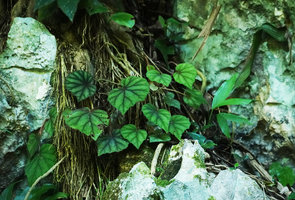 Begonia lindleyana on karst, Candelaria, Alta Verapaz, Guatemala