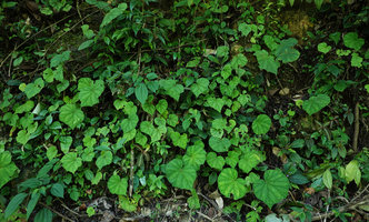 Begonia lindleyana on vertical rocky bank, Cubilhuitz, Alta Verapaz, Guatemala