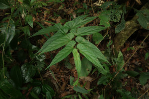Begonia longifolia, Doi Suthep, Thailand