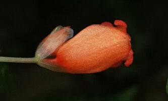 Begonia longirostris, male Gesneriaceae looking tubular flower due to the two fused outer tepals, El Pahuma, Pichincha, Ecuador