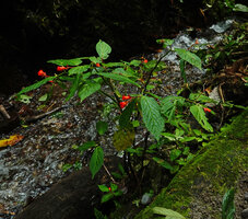 Begonia longirostris on rocks along a forest stream, El Pahuma, Pichincha, Ecuador