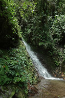 Begonia longirostris on rocks near a forest waterfall, El Pahuma, Pichincha, Ecuador