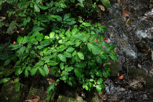 Begonia longirostris population on rocks along a forest stream, El Pahuma, Pichincha, Ecuador