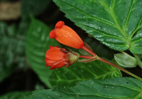 Begonia longirostris, Seemannia looking in Gesneriaceae tubular male flower due to the two fused outer tepals and dialypetal female flower, El Pahuma, Pichincha, Ecuador