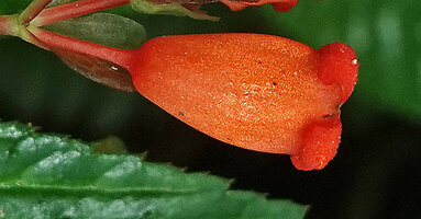 Begonia longirostris, Seemannia looking tubular male flower due to the two fused outer tepals, El Pahuma, Pichincha, Ecuador