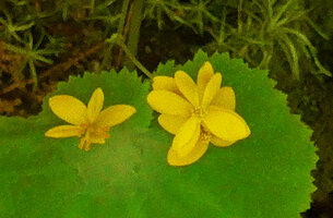 Begonia lutea, female and male flowers, Cano Cristales, Meta, Colombi