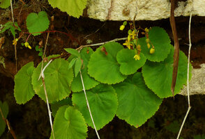 Begonia lutea, group of monophyllous flowering individuals, Cano Cristales, Meta, Colombia