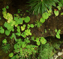Begonia lutea, monophyllous individuals on shaded perhumid vertical sandstone rock, Cano Cristales, Meta, Colombia