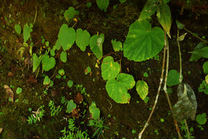 Begonia lutea, population on monophyllous individuals, from seedlings to mature flowering ones, Cano Cristales, Meta, Colombia