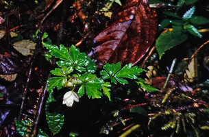 Begonia maguniana, photo by Patrick Blanc in April 2000, Langda, West Papua