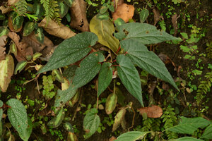 Begonia malabarica and Sonerila cf. coimbatorensis on vertical earth bank, Pon Mudi, Kerala, India