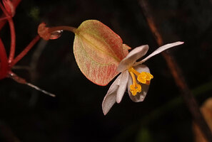 Begonia manuselaensis, female flower, Waai waterfall, Ambon, Moluccas