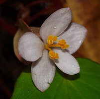 Begonia manuselaensis, female flower with lobulate stigmas, Waai waterfall, Ambon, Moluccas